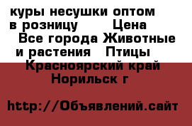 куры несушки.оптом 170 в розницу 200 › Цена ­ 200 - Все города Животные и растения » Птицы   . Красноярский край,Норильск г.